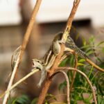 Indian palm squirrel playfully hanging on a tree branch, showcasing its natural habitat in Gandhinagar, India.