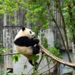 a panda bear sitting on top of a tree branch