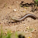 A smooth snake basking in the sun amidst sandy terrain at a Bavarian zoo.
