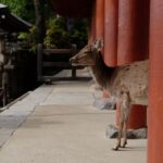 A deer stands near a red pillar.