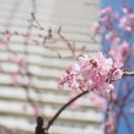 pink cherry blossom in bloom during daytime