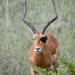 A male African antelope with large horns in the grasslands of Nairobi, Kenya.