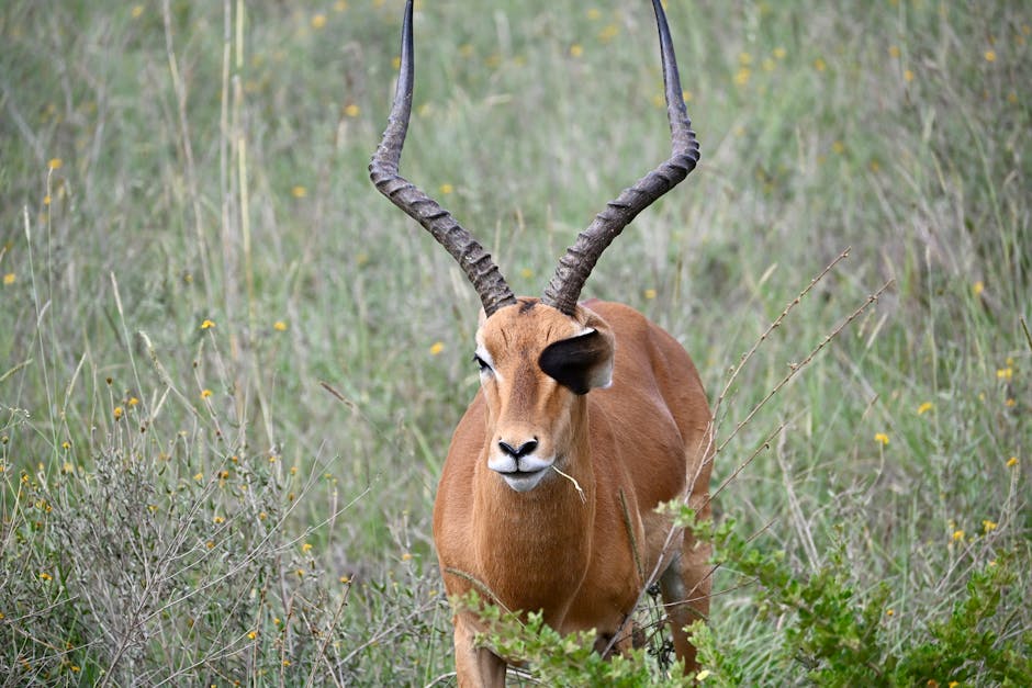 A male African antelope with large horns in the grasslands of Nairobi, Kenya.