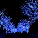 a group of trees that are lit up with blue lights