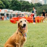 short-coated brown dog sitting on green grass field